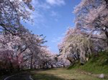 烏帽子山千本桜