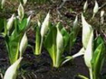 西蔵王野草園・水芭蕉